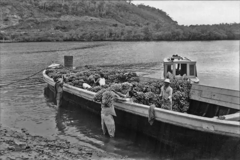 Foto 17: Chatas puxadas por lanchas a motor trazendo bananas do Rio Conceição de Itanhaem (SP)