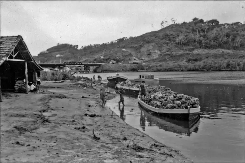 Foto 18: Chatas puxadas por lanchas a motor trazendo bananas do Rio Conceição de Itanhaem (SP)
