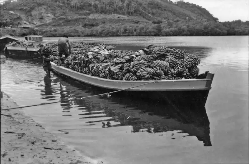 Foto 19: Chatas puxadas por lanchas a motor trazendo bananas do Rio Conceição de Itanhaem (SP)