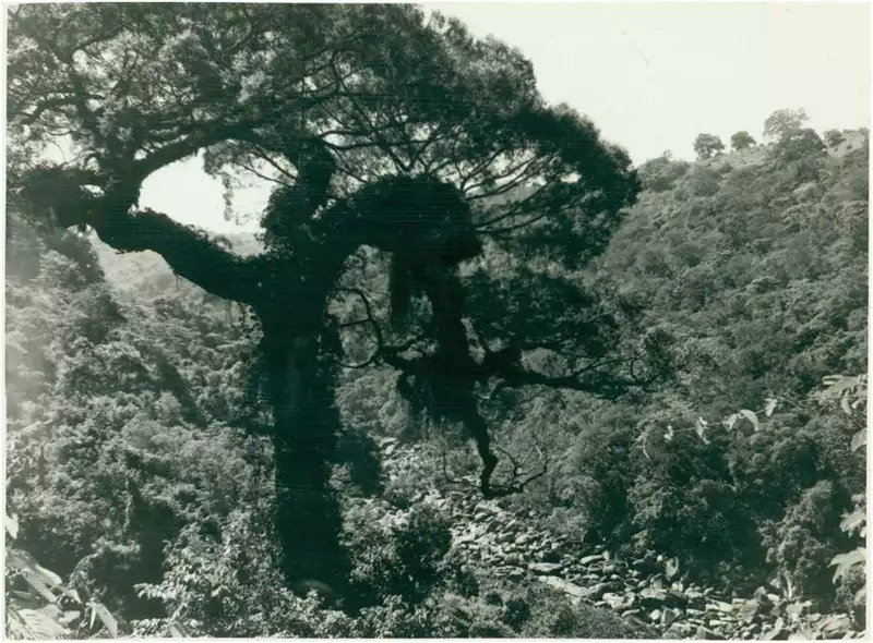 Foto 30: Árvore Centenária : Itu, SP