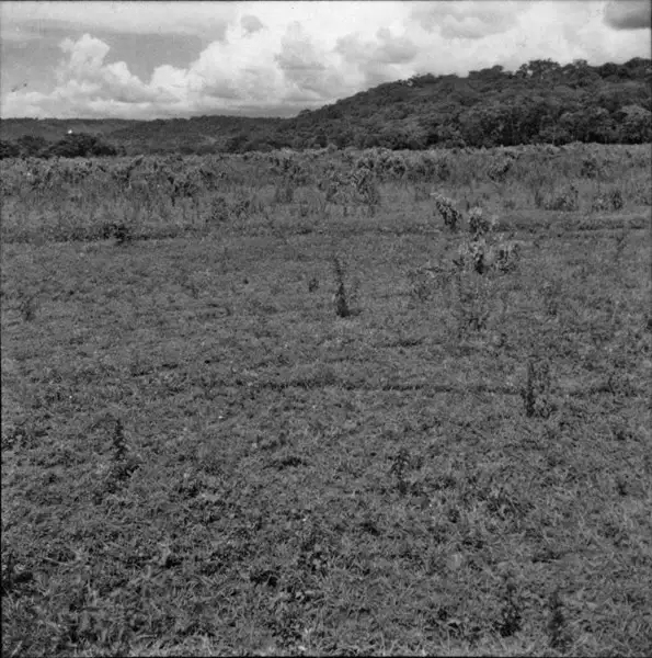 Foto 2: Relevo e vegetação em Ituverava (SP)