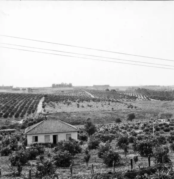 Foto 1: Sítio com plantações de laranja, no município de Limeira (SP)