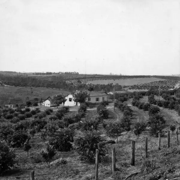 Foto 12: Sítio com plantações de laranja, vendo-se a casa do colono : Município de Limeira (SP)