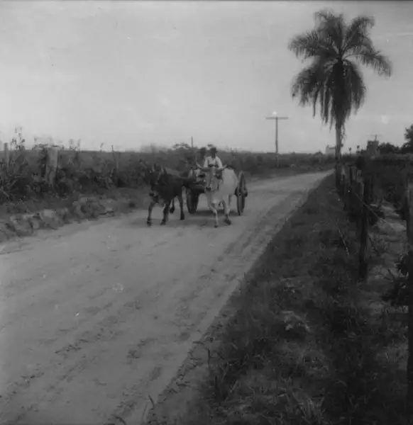 Foto 1: Carro de bois na estrada de Monte Azul Paulista (SP)