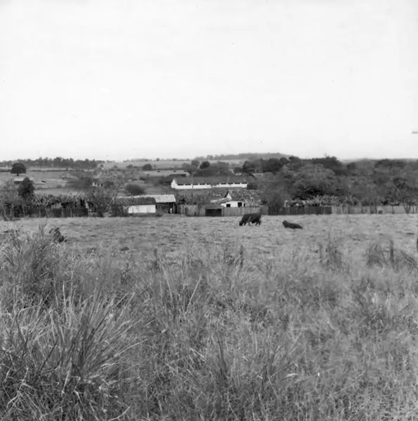 Foto 2: Casas de colonos com estábulo, vendo-se o gado leiteiro pastando, perto do município de Nova Odessa (SP)
