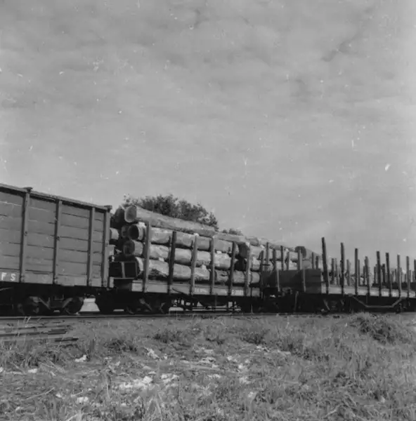 Foto 20: Trem transportando madeira em Presidente Epitácio (SP)