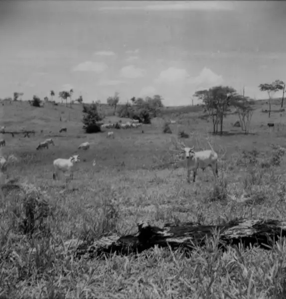Foto 9: Invernada de gado matogrossense em Presidente Venceslau (SP)
