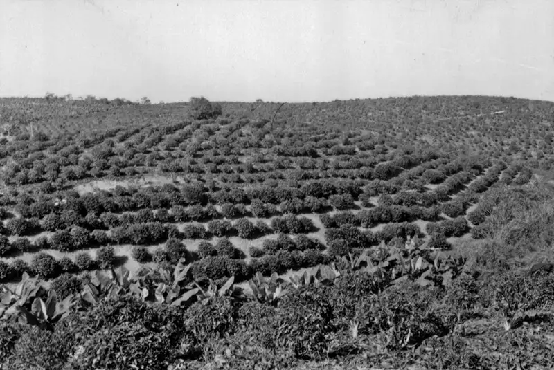 Foto 3: Município de Registro : plantação de chá, próximo à cidade (SP)