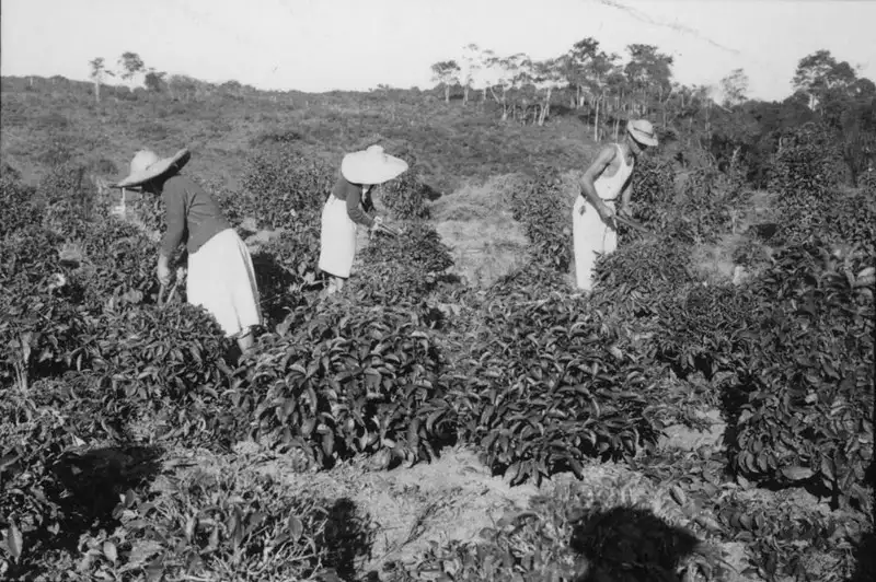 Foto 8: Município de Registro : trabalhadores podando o chá (SP)