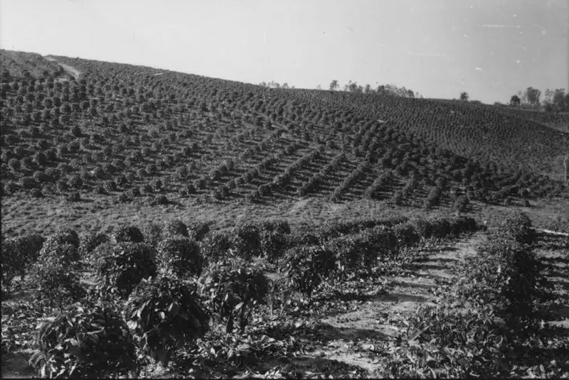 Foto 9: Vista geral da plantanção de chá (SP)