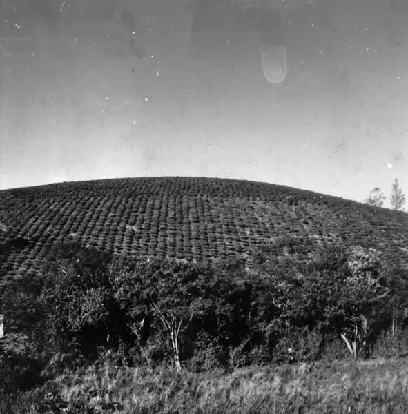 Foto 20: Plantação de chá no município de Registro : excursão à região sul, 1972 (SP)