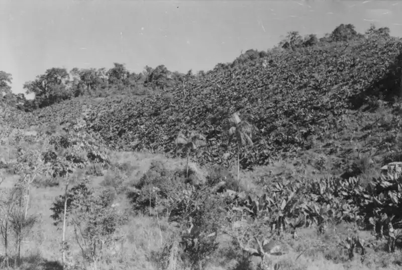 Foto 25: Município de Registro : a 12 Km ao norte de Sete Barras começam a aparecer alguns bananais, plantados em terrenos declivosos : altura da foto 115 m (SP)