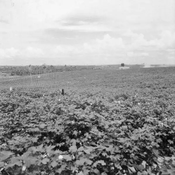 Foto 1: Cultura de algodão em solos arenosos : município de Ribeirão dos Índios (SP)