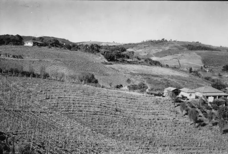 Foto 19: Município de São Roque : Vê-se cultivo da vinha. Um ciclo de erosão aprofundou nesta superfície (SP)