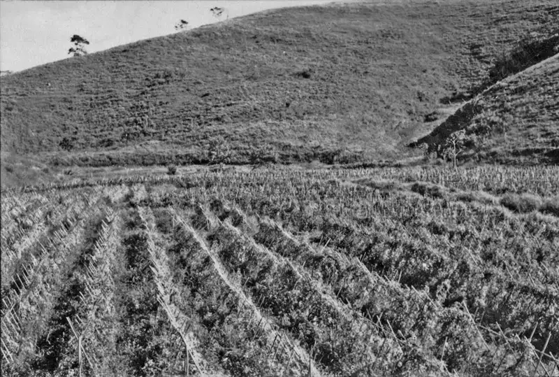 Foto 1: Município de Silveiras, observe-se que as encostas são ocupadas com pastos, e a baixada com culturas. Na foto, uma plantação de tomates (SP)
