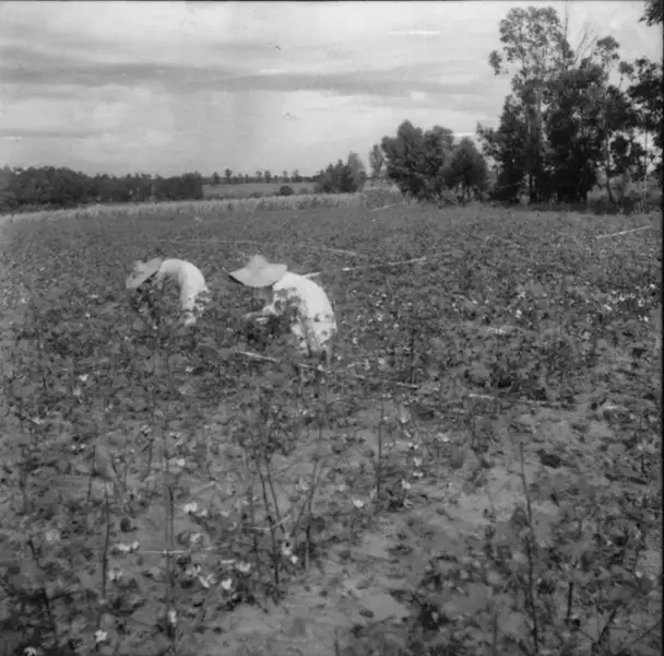 Foto 5: Colheita de algodão em Taquaritinga (SP)