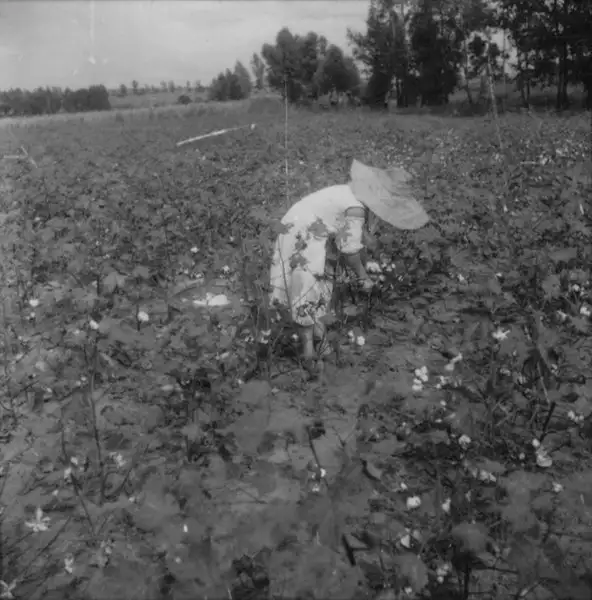 Foto 6: Colheita de algodão em Taquaritinga (SP)