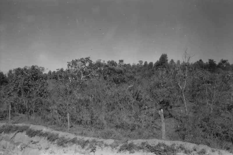 Foto 15: Município de Tatuí : vegetação do cerrado na estrada para Itapetininga (SP)