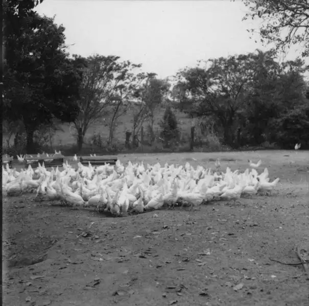 Foto 1: Criação de galinhas : Colônia da Vila Varpa (SP)
