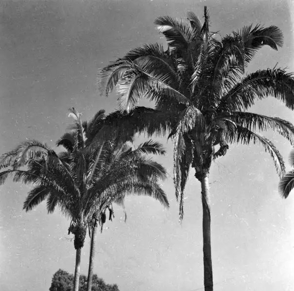 Foto 13: Copas de palmeiras babaçu em Tocantinópolis (TO)